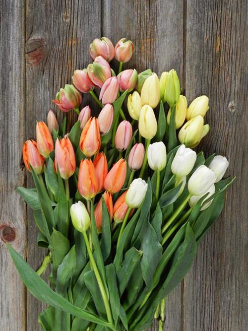 10 STEM BUNCHES  ASSORTED TULIPS
